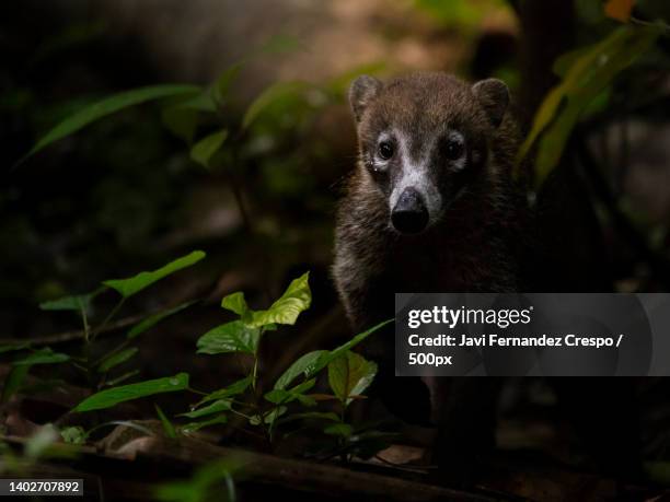 white-nosed coati coat de nariz blanca nasua narica,gamboa,panama - coati stock-fotos und bilder