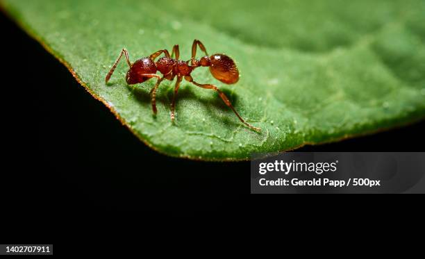 close-up of insect on leaf against black background - solenopsis invicta stock-fotos und bilder