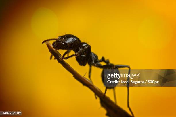 close-up of insect on plant - hormiga stock pictures, royalty-free photos & images
