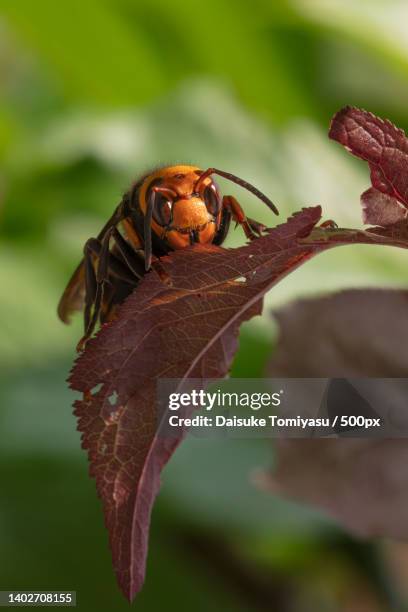 close-up of insect on leaf,kobe,hyogo,japan - japanese giant hornet stockfoto's en -beelden