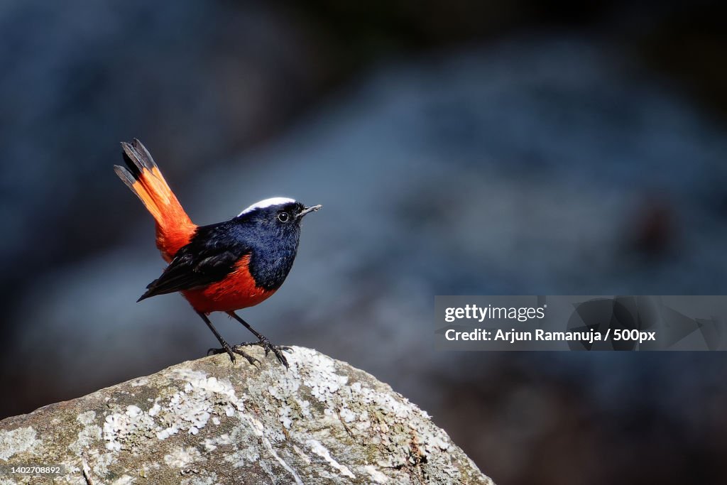 Close-up of bird perching on rock