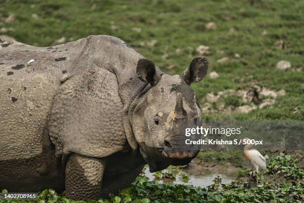 side view of white rhinoceros on field,kaziranga national park,india - kaziranga national park stock-fotos und bilder