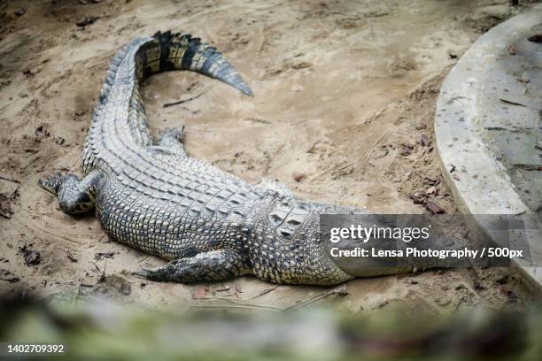 high angle view of crocodile in lake,langsa,indonesia - crocodile stock pictures, royalty-free photos & images