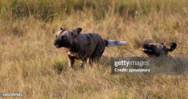 afrikanische bemalte wildhunde - wild dog stock-fotos und bilder