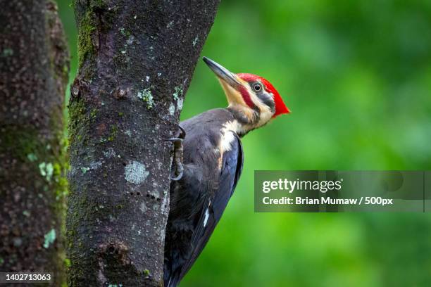 close-up of woodpecker perching on tree trunk,goochland,virginia,united states,usa - woodpecker stock pictures, royalty-free photos & images