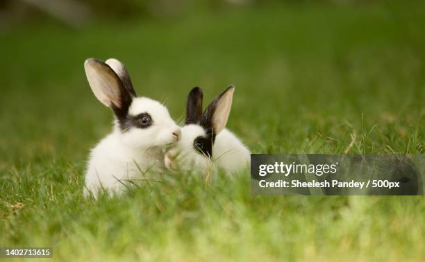 close-up of rabbit on grass - lapereau photos et images de collection