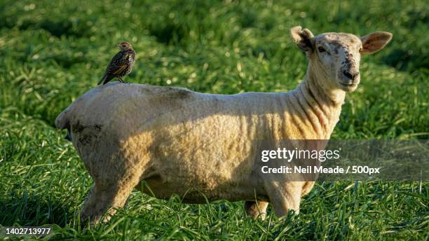 1,251 Timaru Nz Stock Photos, High-Res Pictures, and Images - Getty Images