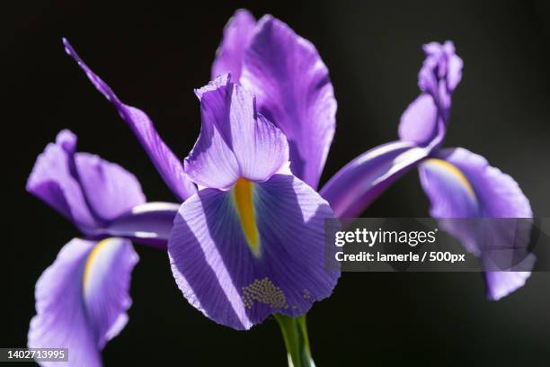 close-up of purple iris flower against black background - iris flower stock pictures, royalty-free photos & images