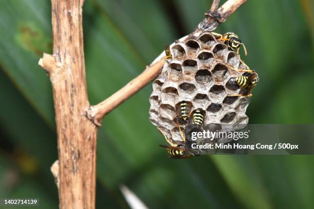 the wasps nest polistes dominula european paper wasp gupe cartonnire - paper wasp 個照片及圖片檔