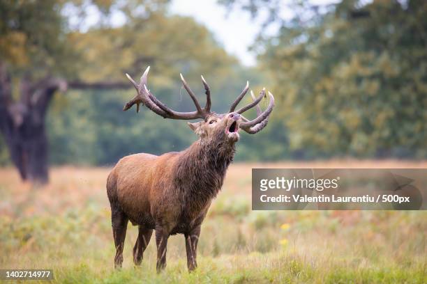 side view of red deer standing on field,richmond,united kingdom,uk - bugle stockfoto's en -beelden