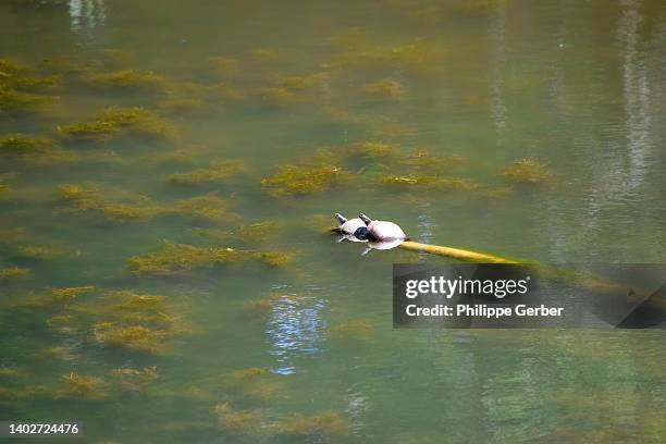 eastern painted turtles - eastern painted turtle stock pictures, royalty-free photos & images