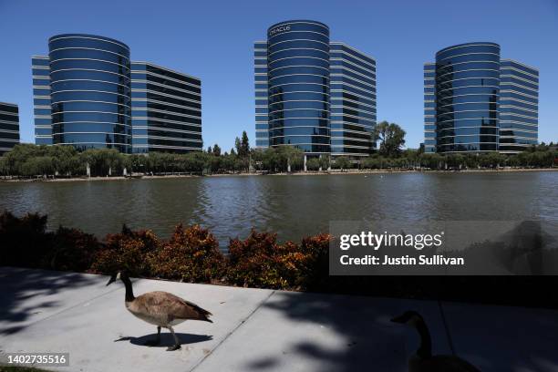 Canada goose walks on a path outside of Oracle headquarters on June 13, 2022 in Redwood Shores, California. Oracle reported fourth-quarter earnings...