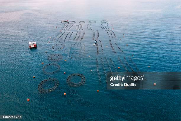 drone view mussel and oyster farm in the sea - aquaculture stock pictures, royalty-free photos & images
