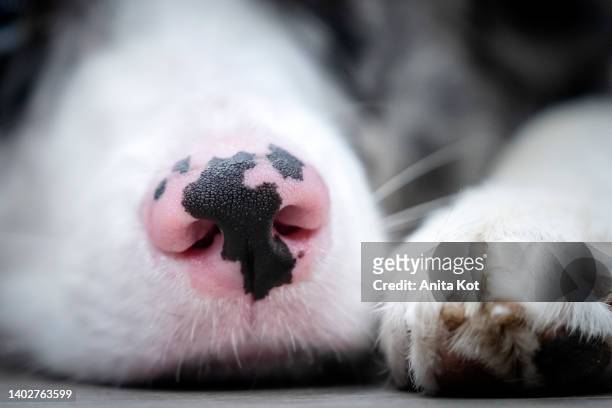 pink and black dog nose - snout stock pictures, royalty-free photos & images