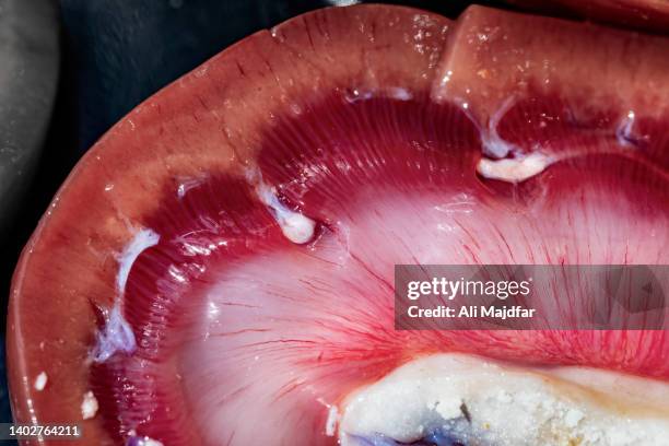 kidney tissue - extreme close up mouth stock pictures, royalty-free photos & images