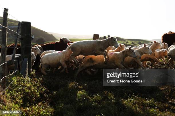 Flock of lambs and herd of Hereford weaner calves are moved between paddocks on the Dill farm in Kaipara Hills on June 14, 2022 in Auckland, New...