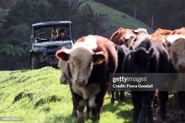 Steve Dill moves a herd of mainly Hereford bulls on Dill farm in the Kaipara Hills on June 14, 2022 in Auckland, New Zealand. Fifth-generation farmer...