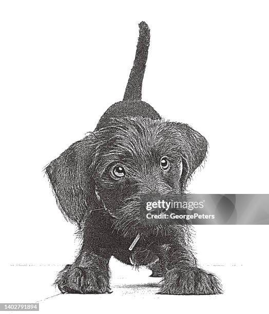 114点のシュナウザーイラスト素材 Getty Images 114点のシュナウザーイラスト素材 Getty Images