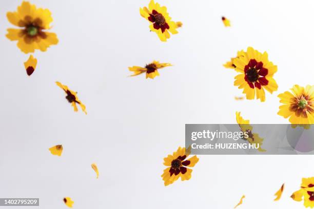 yellow flowers flying in the air, levitation conception - hovering stock pictures, royalty-free photos & images