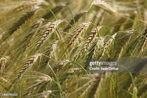 Farmer's field of barley stands on June 13, 2022 near Marzahna, Germany. German grain harvests, including wheat, barley and rye, have been impacted...