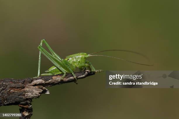 a juvenile great green bush-cricket, tettigonia viridissima, resting on a twig enjoying the sunshine. - gafanhoto verde norte americano imagens e fotografias de stock