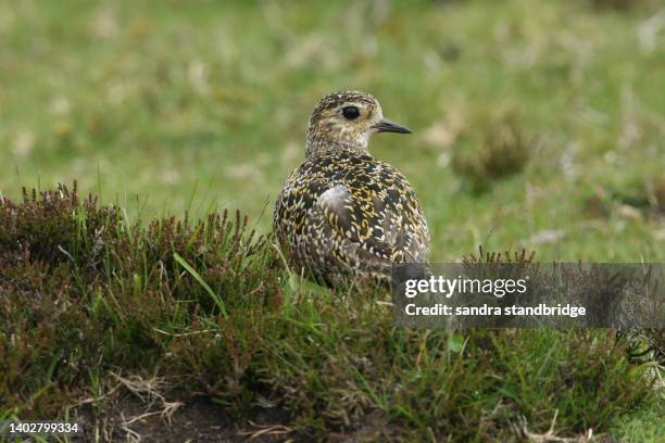 a magnificent golden plover, pluvialis apricaria, standing in the moors in durham, uk, in springtime. - regenpfeifer stock-fotos und bilder