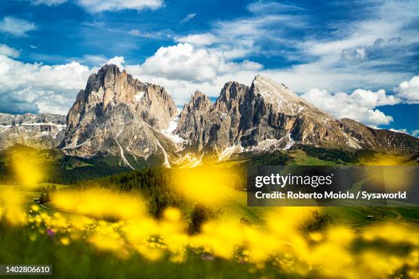 sassolungo and sassopiatto at spring, dolomites - ranunkel stock-fotos und bilder