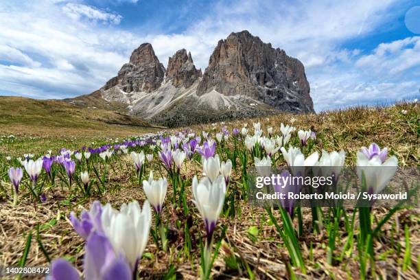 sassopiatto and sassolungo surrounded by crocus flowers - val di fassa foto e immagini stock