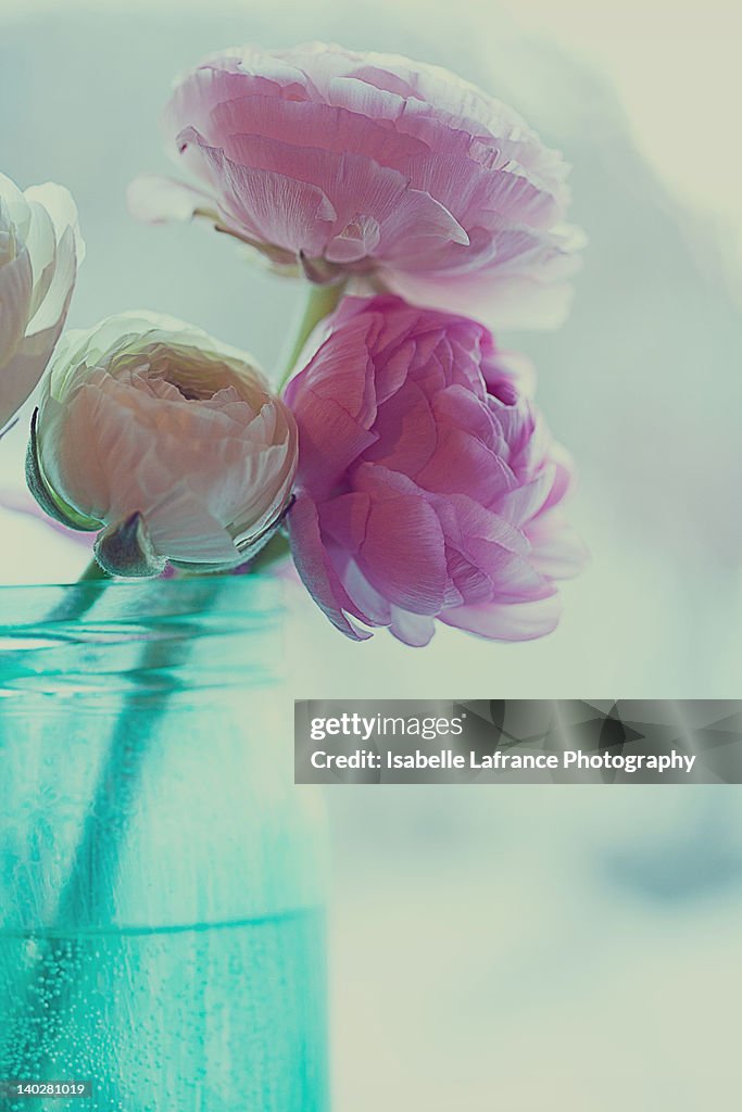 Pink and white ranunculus flowers in vase