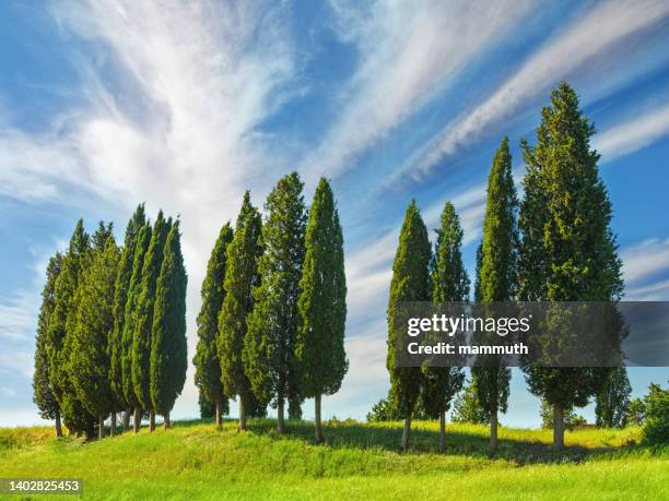 cypress grove in tuscany, italy - italian cypress stock pictures, royalty-free photos & images