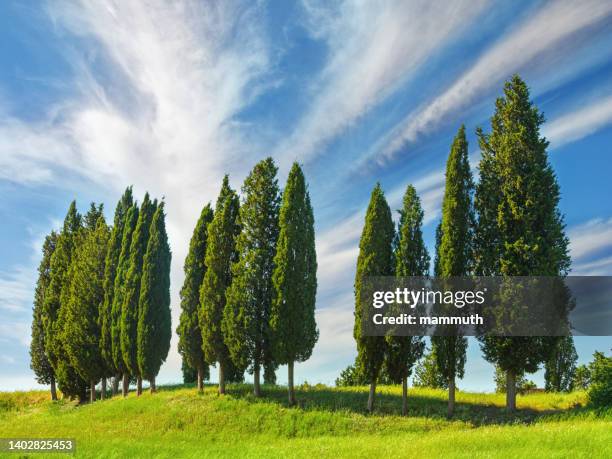 cypress grove in tuscany, italy - cypress stock pictures, royalty-free photos & images