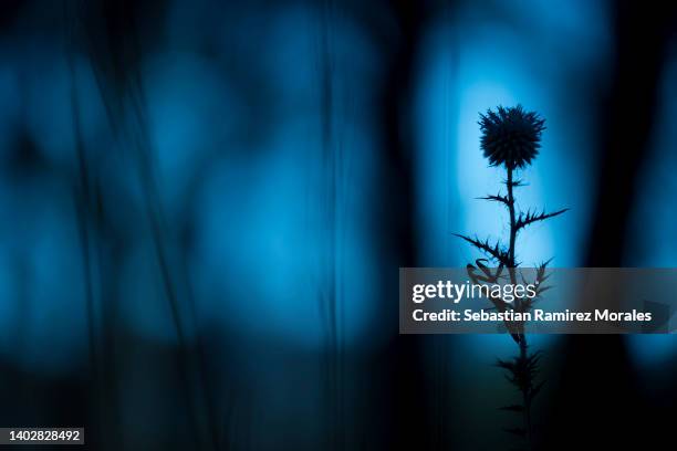 creative photograph of a backlit mantis with blue background on a spiky thistle - thistle silhouette stock pictures, royalty-free photos & images