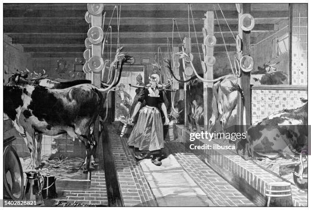 antique illustration: edam cheese making, netherlands - dairy factory stock illustrations