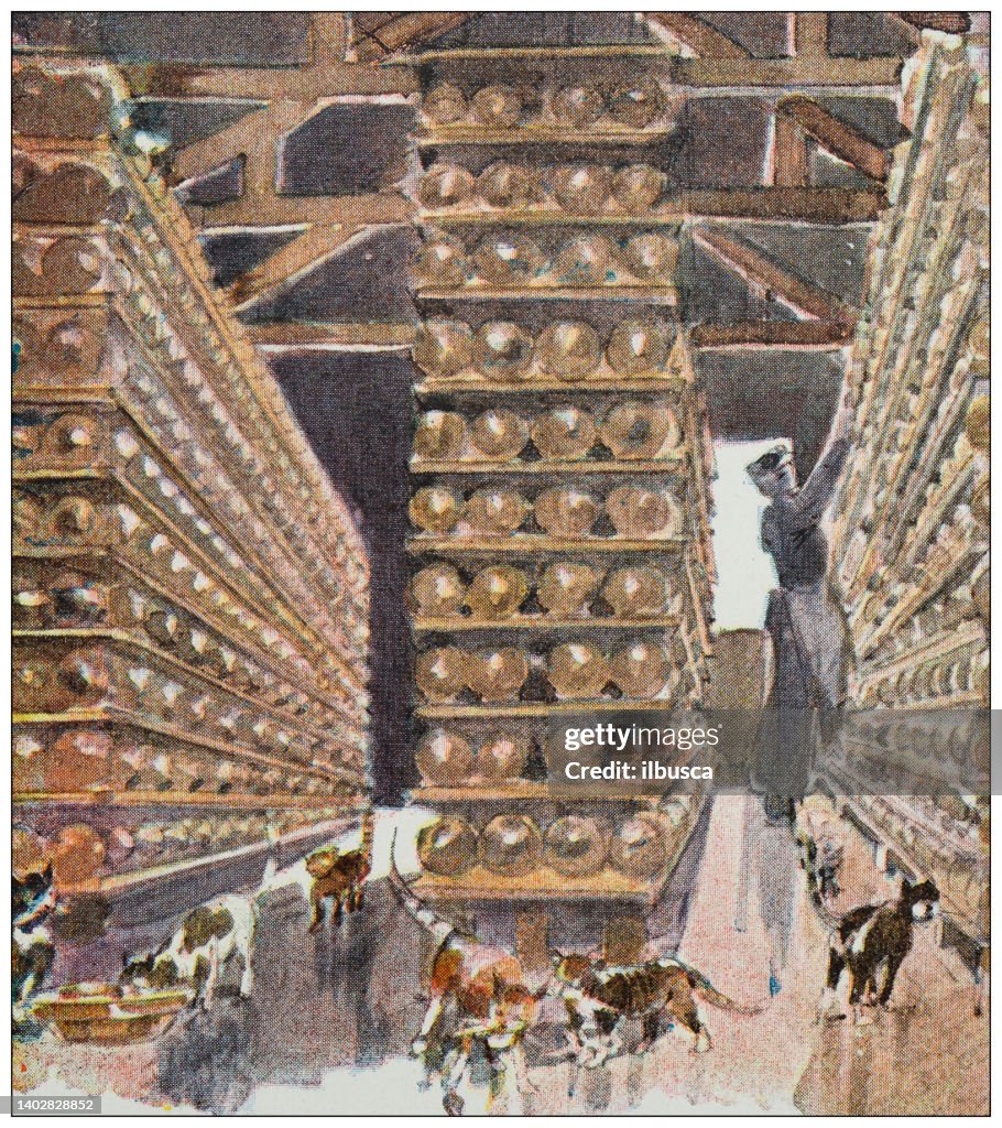 Antique illustration: Edam cheese making, Netherlands