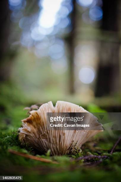 a brown gill mushroom (pleurotus ostreatus) - schwindling stock-fotos und bilder