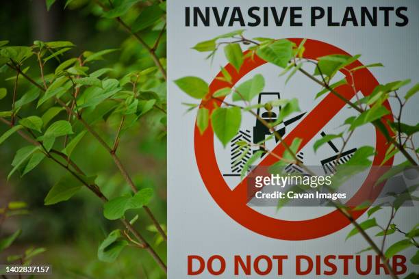 japanese knotweed partially covers an invasive plant sign. - introduced species stock pictures, royalty-free photos & images