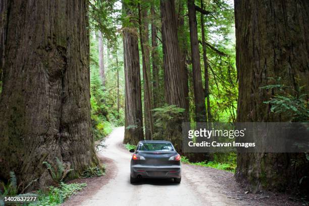 a car driving on howland hill road towards stout grove in jedediah smith redwoods state park. - jedediah smith redwoods state park stock pictures, royalty-free photos & images