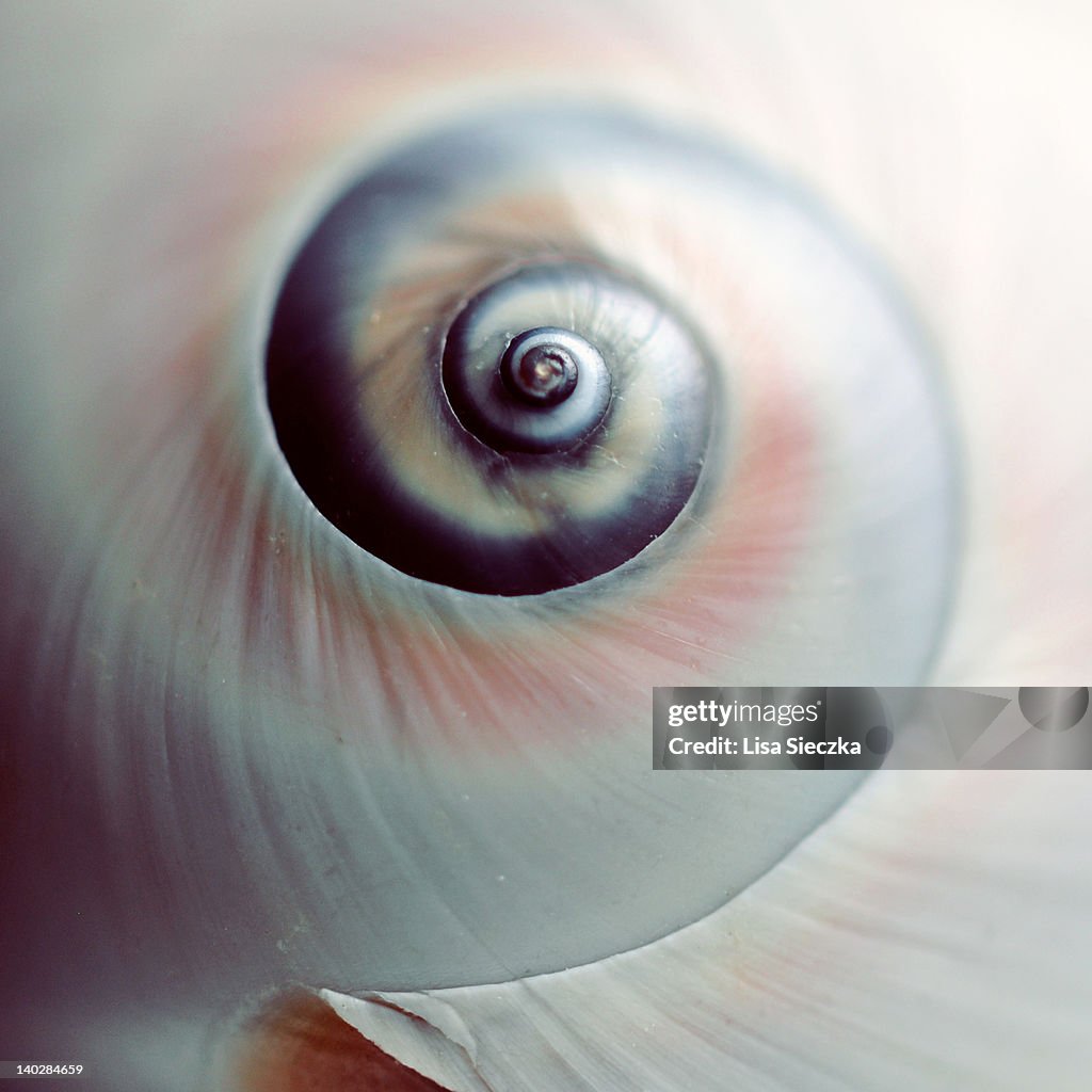 Close up of spiral shell