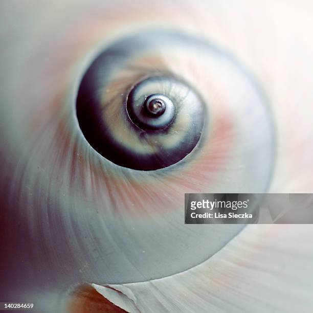 close up of spiral shell - spirale photos et images de collection