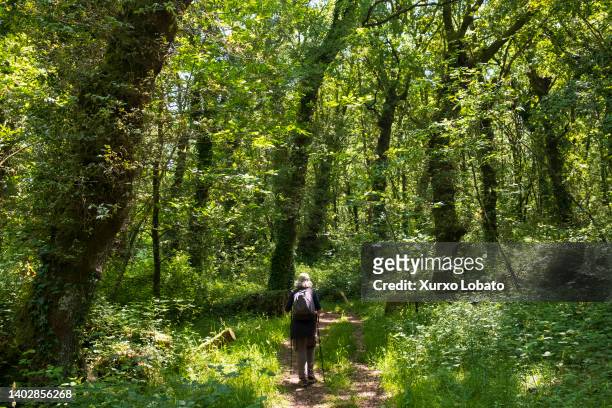 Hiker walks the marked path of the forest of Catasós or Grove of Quiroga on June 12 Lalin, Galicia, Spain. The forest or mixed grove a natural...