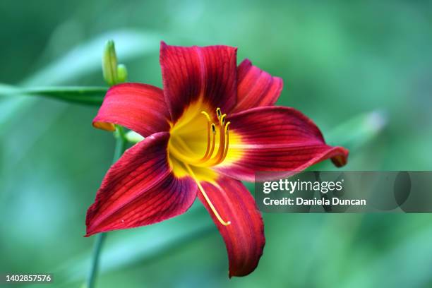 beautiful day lily in full bloom - taglilie stock-fotos und bilder