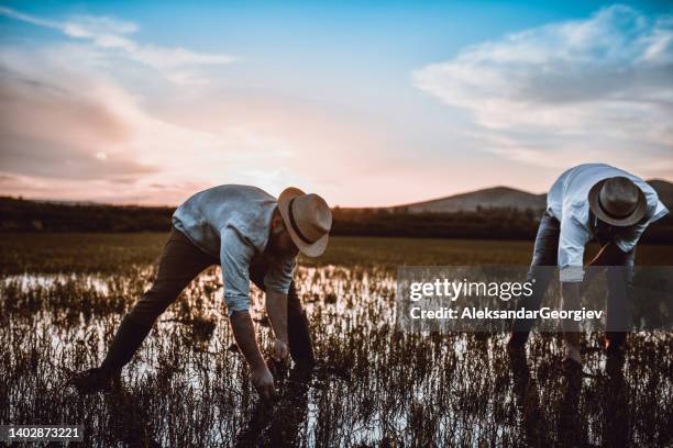 Hand Weeding Rice 1,416 Rice Weeds Stock Photos, High-Res Pictures, and Images - Getty Images