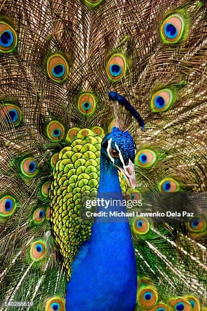 peacock with feathers - peacock feather stock pictures, royalty-free photos & images