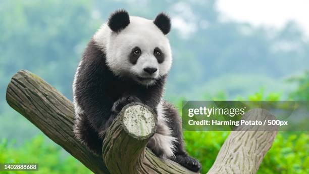 close-up of bear on tree - panda stock pictures, royalty-free photos & images