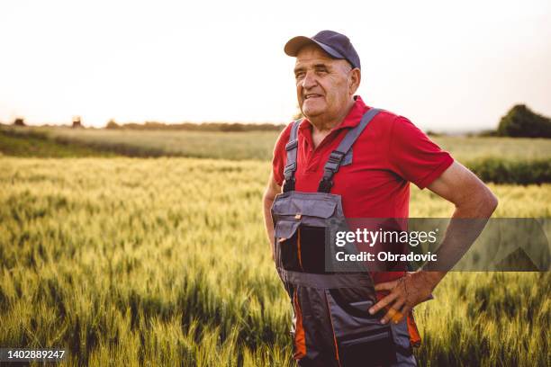 senior farm worker examining wheat crops field stock photo - handen op de heupen stockfoto's en -beelden