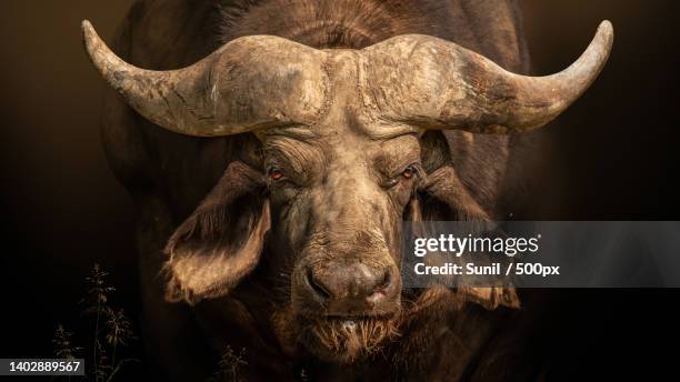 portrait of a buffalo,thiruvananthapuram,kerala,india - an ox stock-fotos und bilder