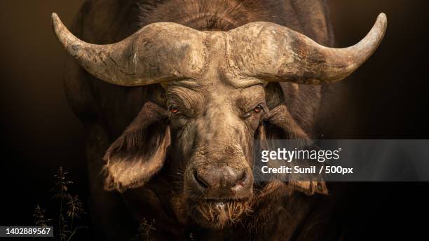 portrait of a buffalo,thiruvananthapuram,kerala,india - asian ox 個照片及圖片檔