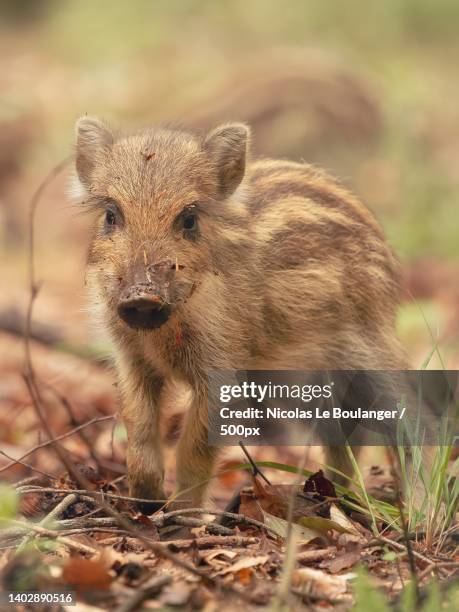 close-up of wild boar standing on field - boar tusk stock pictures, royalty-free photos & images