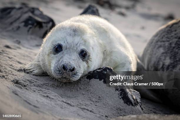 close-up of seal on beach,helgoland,germany - kegelrobbe stock pictures, royalty-free photos & images