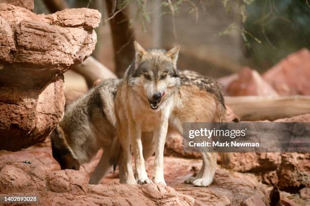 mexican wolf - lobo ストックフォトと画像